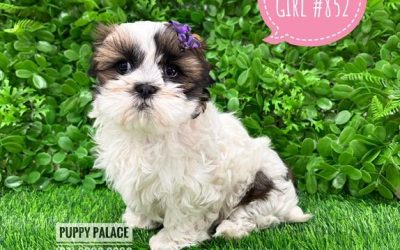 $2195 – Maltzu  (Shih Tzu X Maltese)  – Girl. I am at our Puppy Palace Pet shop, Loganholme Store & available to go home now.