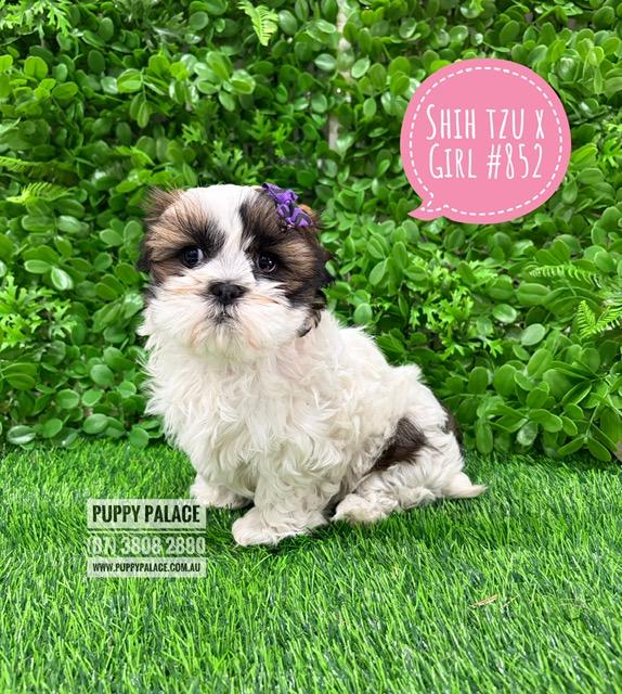 $2295 – Maltzu (Shih Tzu X Maltese) – Girl. I am at our Puppy Palace Pet shop, Loganholme Store & available to go home now.