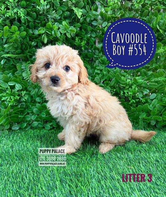Cavoodle  (Toy Poodle X Cavalier) – Litter 3 – Boy.  I am at our Puppy Palace Pet shop, Loganholme Store & available to go home now.