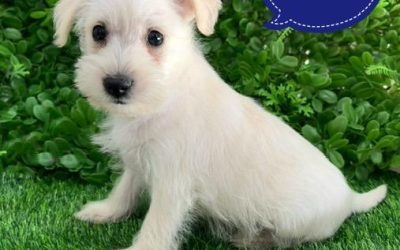 $2295 – Japoodle (Japanese Spitz X Toy Poodle) Puppies – Boy. I am in store at our Puppy Palace Pet shop, Loganholme Store & available to go home now