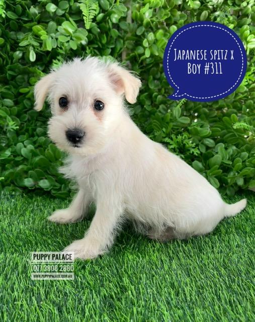 $2295 – Japoodle (Japanese Spitz X Toy Poodle) Puppies – Boy. I am in store at our Puppy Palace Pet shop, Loganholme Store & available to go home now