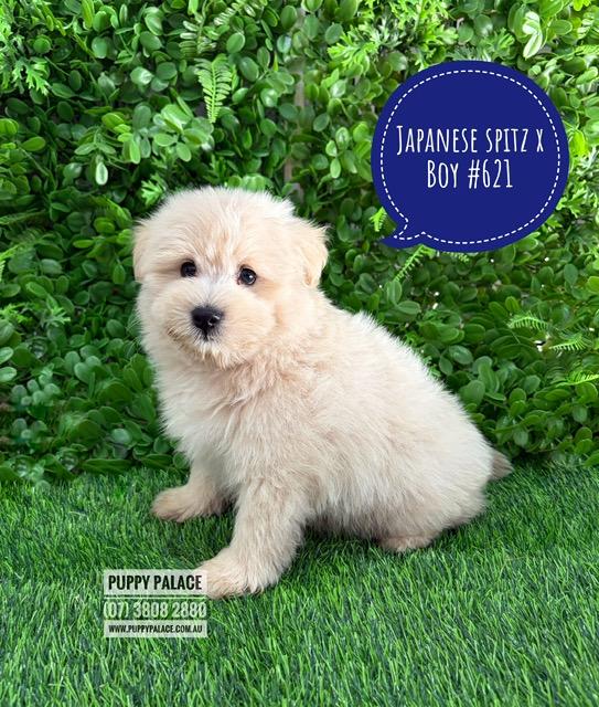 Japoodle (Japanese Spitz X Toy Poodle) Puppies – Boy. I am in store at our Puppy Palace Pet shop, Loganholme Store & available to go home now