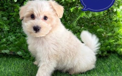 $2295 – Japoodle (Japanese Spitz X Toy Poodle) Puppies – Boy. I am in store at our Puppy Palace Pet shop, Loganholme Store & available to go home now
