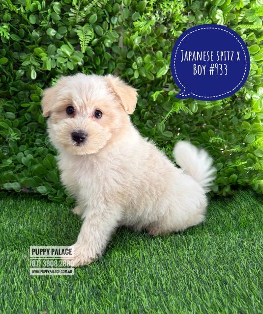$2295 – Japoodle (Japanese Spitz X Toy Poodle) Puppies – Boy. I am in store at our Puppy Palace Pet shop, Loganholme Store & available to go home now