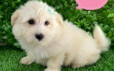 $2295 – Japoodle (Japanese Spitz X Toy Poodle) Puppies – Girl. I am in store at our Puppy Palace Pet shop, Loganholme Store & available to go home now