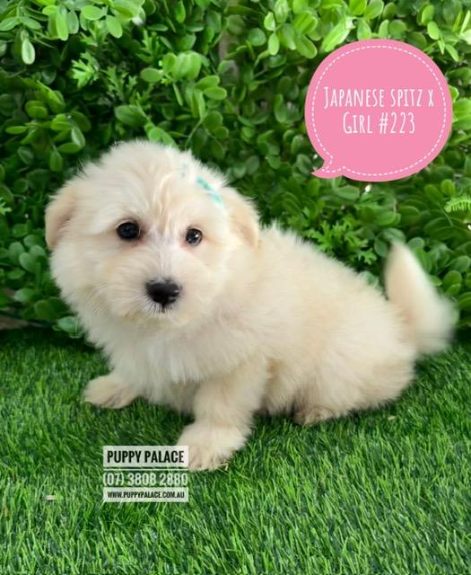 $2295 – Japoodle (Japanese Spitz X Toy Poodle) Puppies – Girl. I am in store at our Puppy Palace Pet shop, Loganholme Store & available to go home now