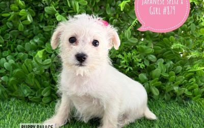 $2295 – Japoodle (Japanese Spitz X Toy Poodle) Puppies – Girl. I am in store at our Puppy Palace Pet shop, Loganholme Store & available to go home now