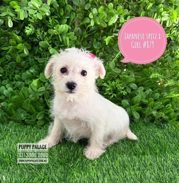 $2295 – Japoodle (Japanese Spitz X Toy Poodle) Puppies – Girl. I am in store at our Puppy Palace Pet shop, Loganholme Store & available to go home now