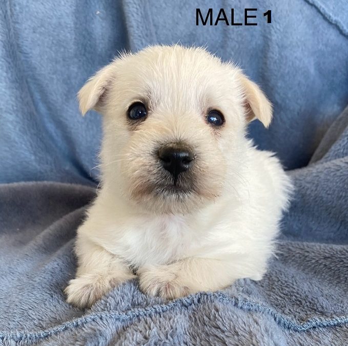 Japoodle (Japanese Spitz X Toy Poodle) Puppies – I will be arriving into store at Puppy Palace Pet Shop, Loganholme & available to go home on the 30 October