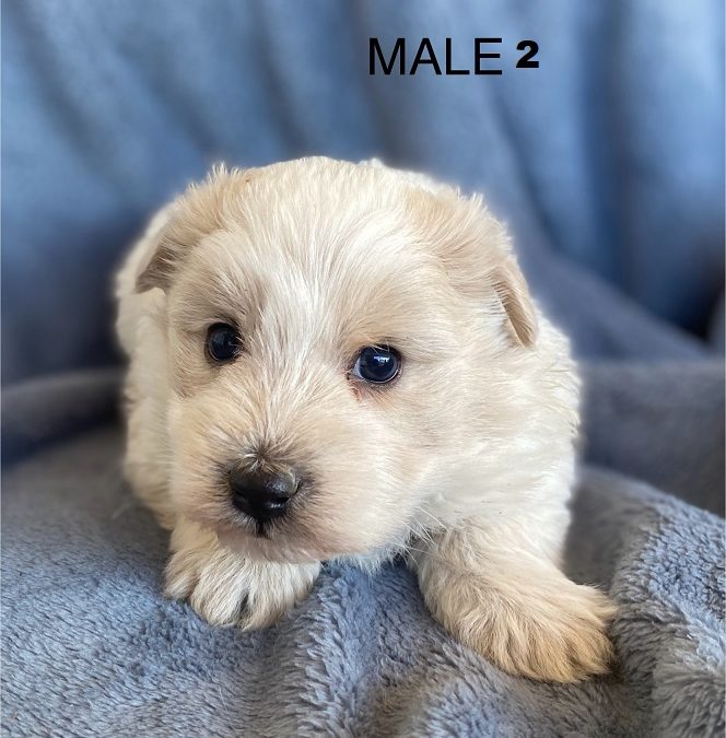 Japoodle (Japanese Spitz X Toy Poodle) Puppies – Boy. I will be arriving into store at Puppy Palace Pet Shop, Loganholme & available to go home on the 30 October.