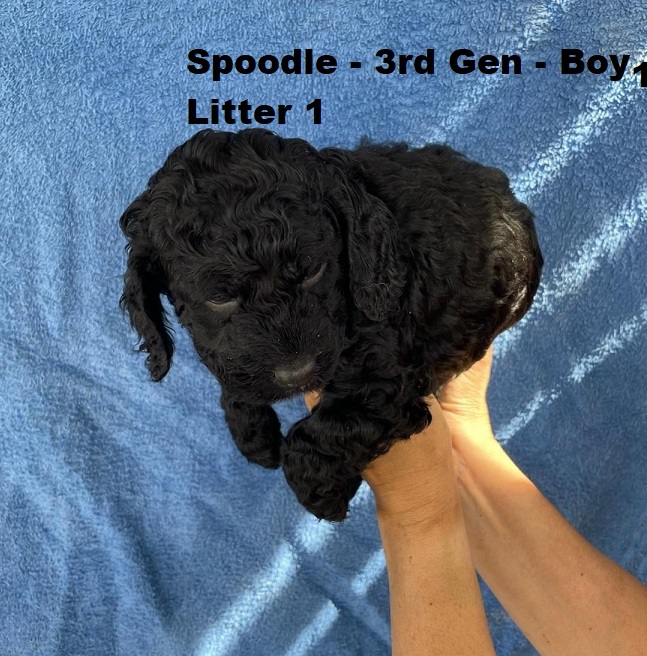 Spoodle (Cocker Spaniel X Poodle)  3rd Generation – Boy – Litter 1.  I am arriving into store at Puppy Palace Pet shop, Loganholme & Available to go home on 16 October