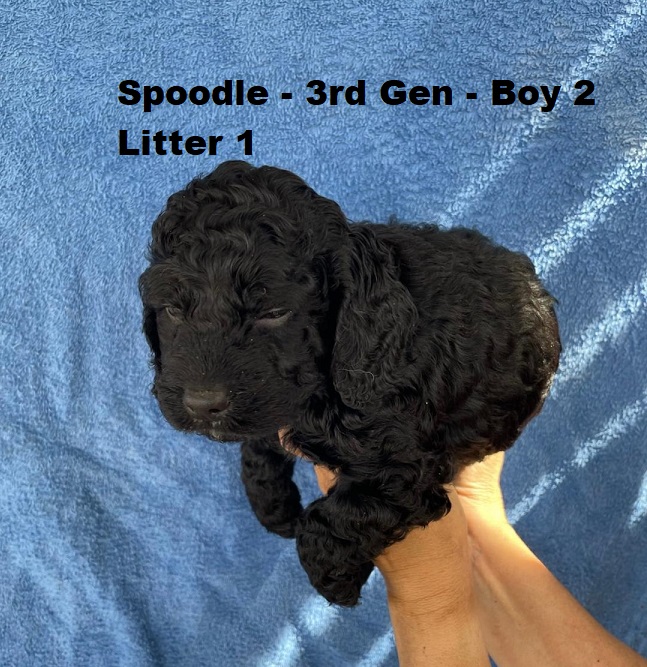 Spoodle (Cocker Spaniel X Poodle) 3rd Generation – Boy – Litter 1.  I am arriving into store at Puppy Palace Pet shop, Loganholme & Available to go home on 16 October