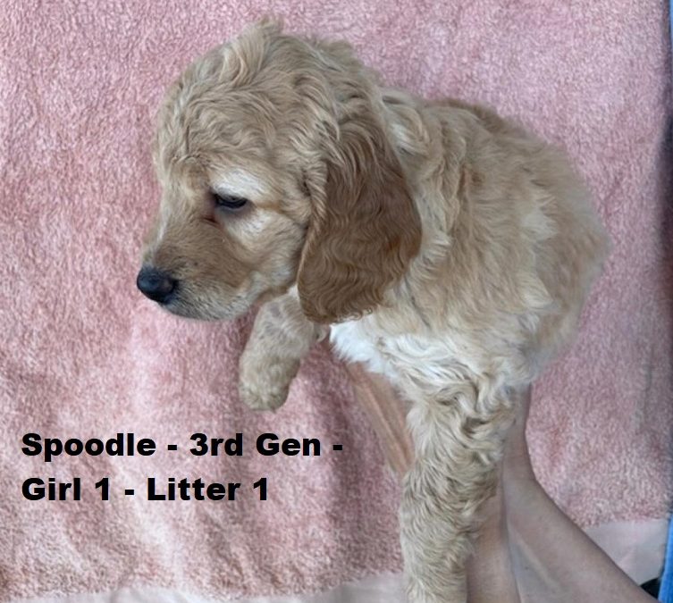 Spoodle (Cocker Spaniel X Poodle)  3rd Generation – Girl – Litter 1. I am arriving into store at Puppy Palace Pet shop, Loganholme & Available to go home on 16 October
