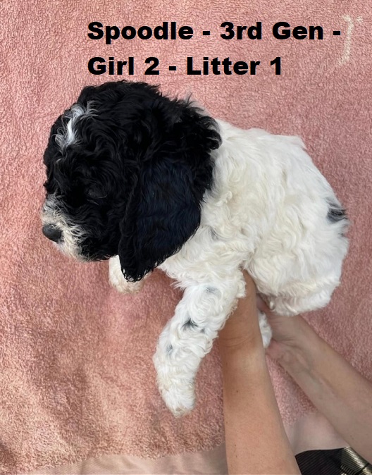 Spoodle (Cocker Spaniel X Poodle)  3rd Generation – Girl – Litter 1. I am arriving into store at Puppy Palace Pet shop, Loganholme & Available to go home on 16 October