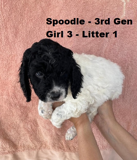 Spoodle (Cocker Spaniel X Poodle)  3rd Generation – Girl – Litter 1.  I am arriving into store at Puppy Palace Pet shop, Loganholme & Available to go home on 16 October