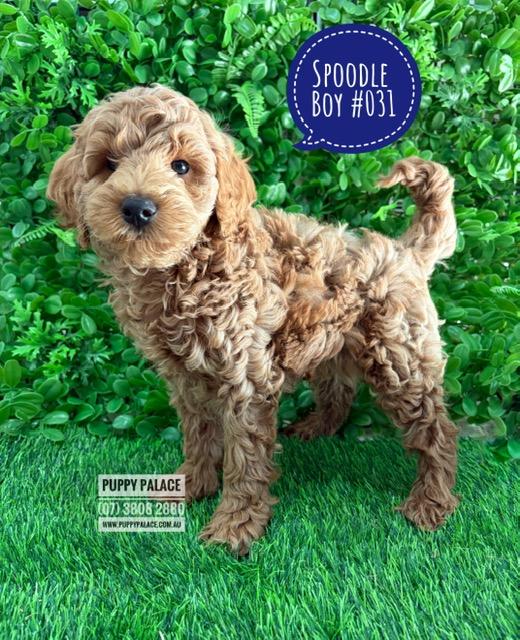 Spoodle/Cockerpoo (Spoodle X Toy Poodle)  Puppies – Boy – Litter 2 – I am in store at our Puppy Palace Pet shop, Loganholme Store & available to go home now