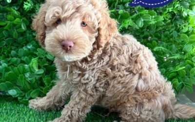 $2395 – Spoodle/Cockerpoo (Spoodle X Toy Poodle) Puppies – Boy – Litter 2 – I am in store at our Puppy Palace Pet shop, Loganholme Store & available to go home now