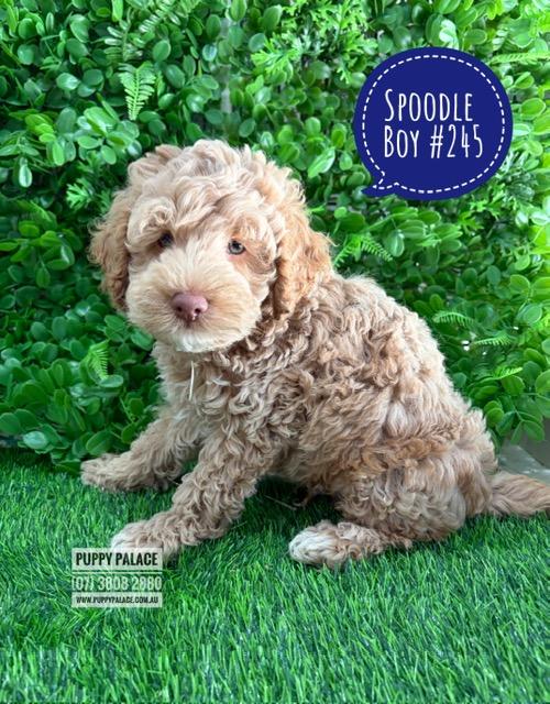 $2395 – Spoodle/Cockerpoo (Spoodle X Toy Poodle)  Puppies – Boy – Litter 2 – I am in store at our Puppy Palace Pet shop, Loganholme Store & available to go home now