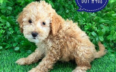 $2395 – Spoodle/Cockerpoo (Spoodle X Toy Poodle) Puppies – Boy – Litter 2 – I am in store at our Puppy Palace Pet shop, Loganholme Store & available to go home now