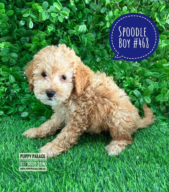 $2395 – Spoodle/Cockerpoo (Spoodle X Toy Poodle)  Puppies – Boy – Litter 2 – I am in store at our Puppy Palace Pet shop, Loganholme Store & available to go home now