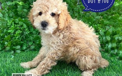 $2395 – Spoodle/Cockerpoo (Spoodle X Toy Poodle) Puppies – Boy – Litter 2 – I am in store at our Puppy Palace Pet shop, Loganholme Store & available to go home now