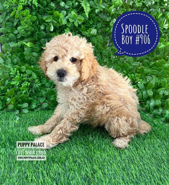 $2395 – Spoodle/Cockerpoo (Spoodle X Toy Poodle)  Puppies – Boy – Litter 2 – I am in store at our Puppy Palace Pet shop, Loganholme Store & available to go home now
