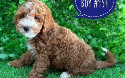 $2395 – Spoodle/Cockerpoo (Spoodle X Toy Poodle) Puppies – Boy – Litter 2 – I am in store at our Puppy Palace Pet shop, Loganholme Store & available to go home now