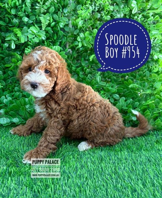 $2395 – Spoodle/Cockerpoo (Spoodle X Toy Poodle)  Puppies – Boy – Litter 2 – I am in store at our Puppy Palace Pet shop, Loganholme Store & available to go home now