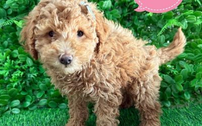 $2395 – Spoodle/Cockerpoo (Spoodle X Toy Poodle) Puppies – Girl – Litter 2 – I am in store at our Puppy Palace Pet shop, Loganholme Store & available to go home now