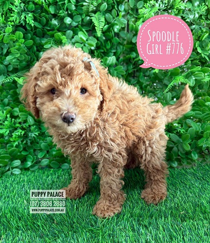 $2395 – Spoodle/Cockerpoo (Spoodle X Toy Poodle)  Puppies – Girl – Litter 2 – I am in store at our Puppy Palace Pet shop, Loganholme Store & available to go home now