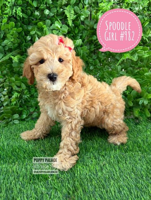 $2395 – Spoodle/Cockerpoo (Spoodle X Toy Poodle)  Puppies – Girl – Litter 2 – I am in store at our Puppy Palace Pet shop, Loganholme Store & available to go home now