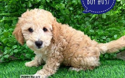 $2295 – Spoodle / Cockerpoo  (Spoodle X Red Toy Poodle)  Boy – Litter 2. I am in store at Puppy Palace Pet shop, Loganholme.