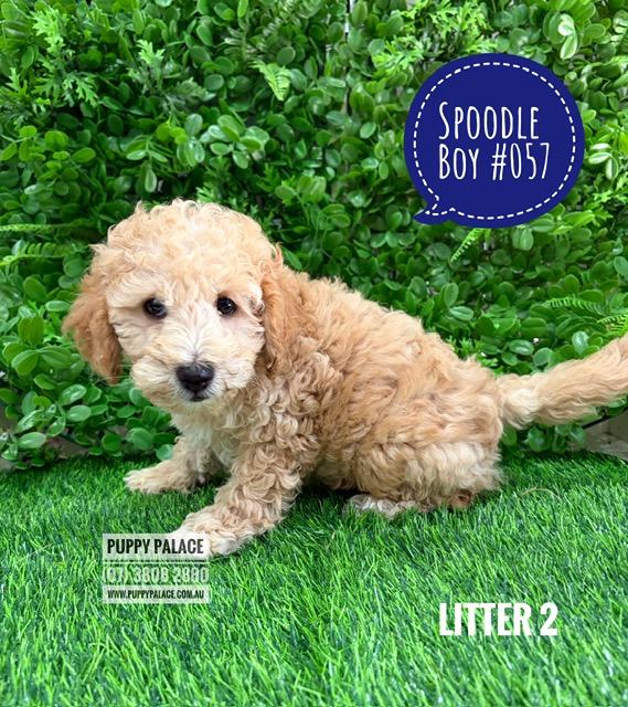 $2295 – Spoodle / Cockerpoo  (Spoodle X Red Toy Poodle)  Boy – Litter 2. I am in store at Puppy Palace Pet shop, Loganholme.