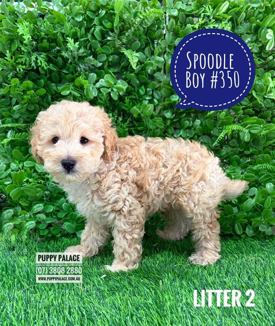 $2295 – Spoodle / Cockerpoo  (Spoodle X Red Toy Poodle)  Boy – Litter 2. I am in store at Puppy Palace Pet shop, Loganholme.