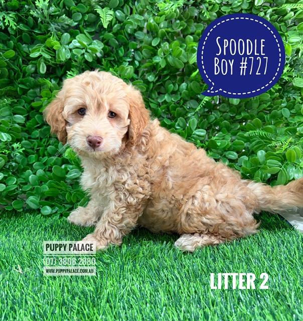 Spoodle / Cockerpoo (Spoodle X Red Toy Poodle) – Boy – Litter 2. I am in store at Puppy Palace Pet shop, Loganholme.