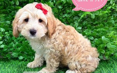 $2295 – Spoodle / Cockerpoo  (Spoodle X Red Toy Poodle) – Girl – Litter 2. I am in store at Puppy Palace Pet shop, Loganholme.