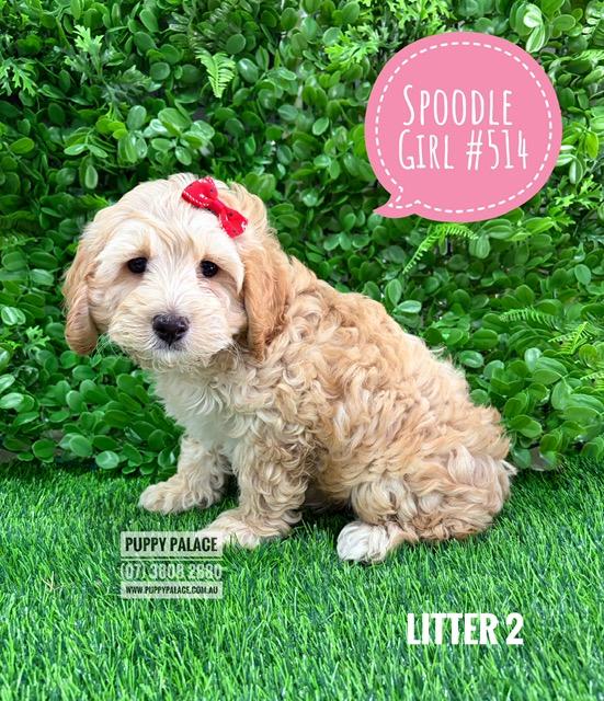 $2295 – Spoodle / Cockerpoo  (Spoodle X Red Toy Poodle) – Girl – Litter 2. I am in store at Puppy Palace Pet shop, Loganholme.
