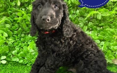 $1895 – Spoodle (Cocker Spaniel X Poodle)  3rd Generation – Boy – Litter 1. I am in store at Puppy Palace Pet shop, Loganholme.