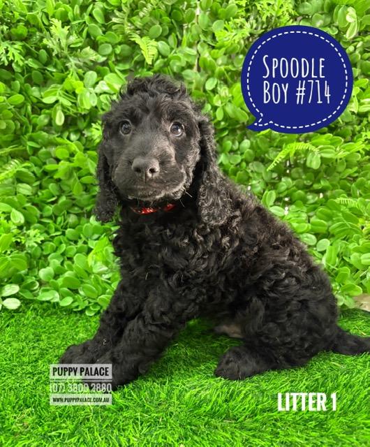 $1995 – Spoodle (Cocker Spaniel X Poodle)  3rd Generation – Boy – Litter 1. I am in store at Puppy Palace Pet shop, Loganholme.