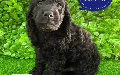 $1895 – Spoodle (Cocker Spaniel X Poodle)  3rd Generation – Boy – Litter 1. I am in store at Puppy Palace Pet shop, Loganholme.