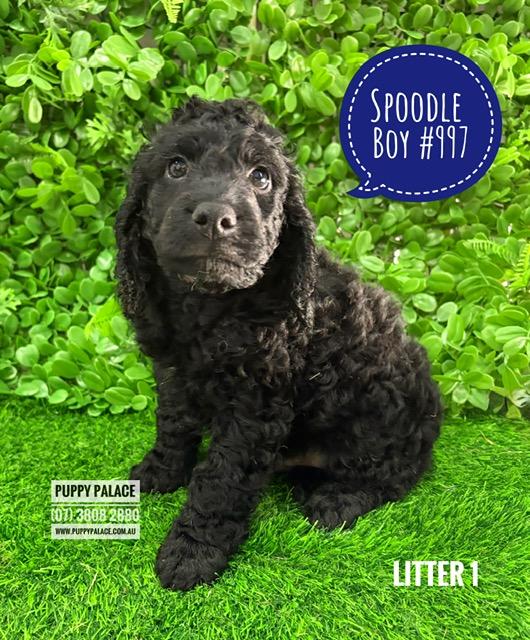 $1995 – Spoodle (Cocker Spaniel X Poodle)  3rd Generation – Boy – Litter 1. I am in store at Puppy Palace Pet shop, Loganholme.