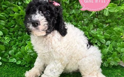 $1895 – Parti Spoodle / Cockerpoo  (Cocker Spaniel X Poodle)  3rd Generation – Girl – Litter 1. I am in store at Puppy Palace Pet shop, Loganholme.