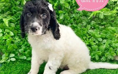 $1895 – Parti Spoodle / Cockerpoo (Cocker Spaniel X Poodle)  3rd Generation – Girl – Litter 1. I am in store at Puppy Palace Pet shop, Loganholme.