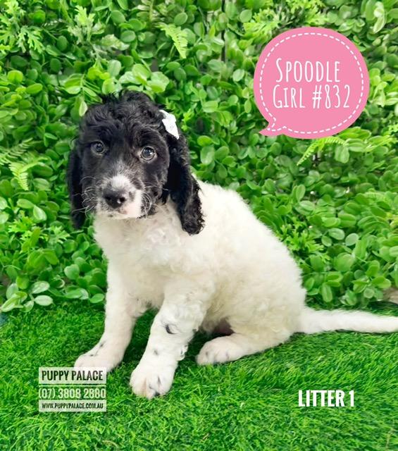 $1995 – Spoodle / Cockerpoo (Cocker Spaniel X Poodle)  3rd Generation – Girl – Litter 1. I am in store at Puppy Palace Pet shop, Loganholme.