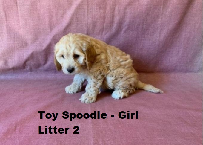 Spoodle X Red Toy Poodle – Girl. Litter 2 – I am arriving into store at Puppy Palace Pet shop, Loganholme & Available to go home on 16 October