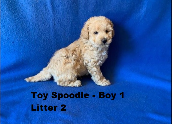 Spoodle X Red Toy Poodle – Boy. Litter 2 – I am arriving into store at Puppy Palace Pet shop, Loganholme & Available to go home on 16 October