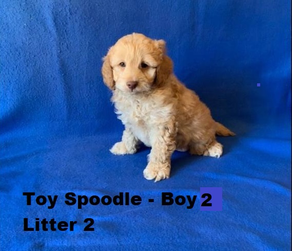 Spoodle X Red Toy Poodle – Boy. Litter 2 – I am arriving into store at Puppy Palace Pet shop, Loganholme & Available to go home on 16 October