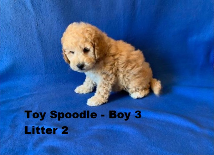 Spoodle X Red Toy Poodle – Boy – Litter 2. I am arriving into store at Puppy Palace Pet shop, Loganholme & Available to go home on 16 October