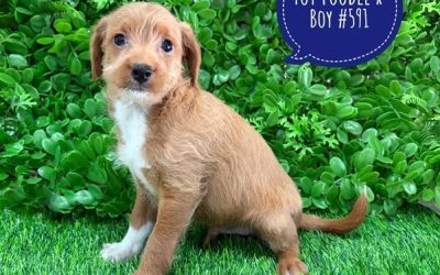 $1795 – Toy Poodle X Chihuahua X Puppies – Boy. I am in store at our Puppy Palace Pet shop, Loganholme Store & available to go home now