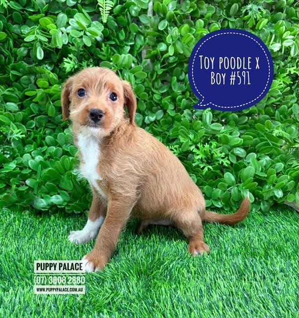$1795 – Toy Poodle X Chihuahua X Puppies – Boy.  I am in store at our Puppy Palace Pet shop, Loganholme Store & available to go home now